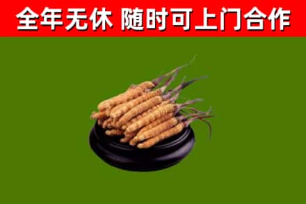 丰泽区回收散虫草